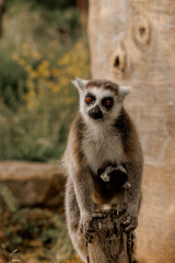 Fototapeta premium Mother lemur carrying her little kid