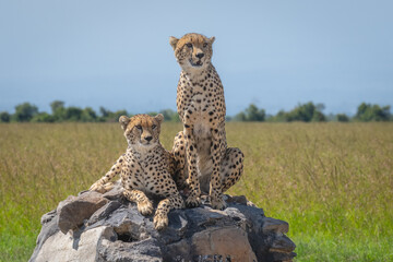 Cheetah brothers lie and sit on cairn © Nick Dale