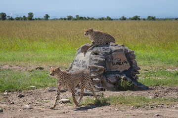 Cheetah trots past brother lying on cairn © Nick Dale