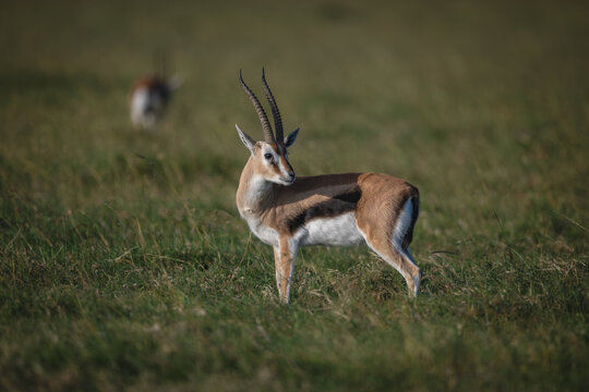 Grant gazelle with catchlight stands watching camera
