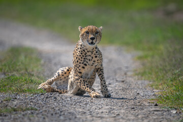 Male cheetah gets up from gravel track © Nick Dale