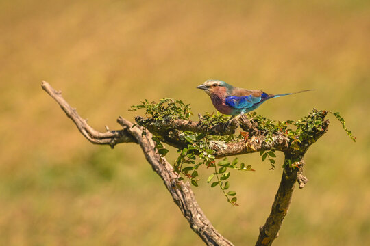 Lilac-breasted roller with catchlight hunches on bush