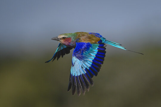 Lilac-breasted roller with catchlight flies dropping wings