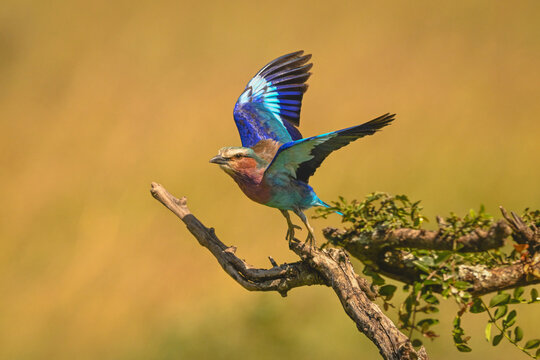 Lilac-breasted roller with catchlight flies off bush