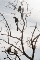 Fototapeta premium Silhouette of group lemur sits on a branch in a natural setting. The lemur has distinctive black and white facial markings and a long striped tail