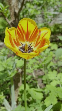 Tulipa spp. ornamental cultivars in yellow during spring flowering in a temperate European garden.