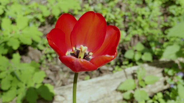 Ornamental red tulip during spring flowering in a temperate European garden.