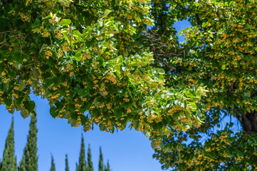 Fototapeta premium Gros plan sur une branche de tilleul en fleurs