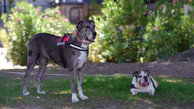 Two dogs resting in a park on a sunny day. A spotted great dane with a service dog vest stands guard while a bulldog rests on the grass
