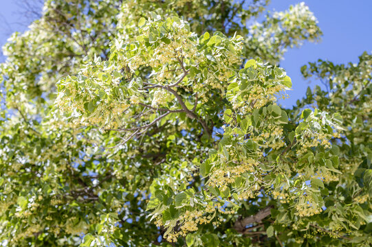 Gros plan sur une branche de tilleul en fleurs