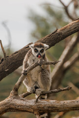 Fototapeta premium Ring-tailed lemur stands on a branch in a natural setting. The lemur has distinctive black and white facial markings and a long striped tail
