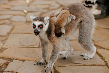 Naklejka premium Mother lemur carrying her little kid on her back