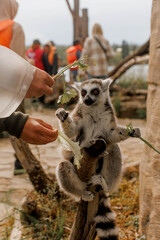 Naklejka premium Ring-tailed hungry and friendly lemur eating treats at the zoo