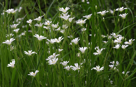 Greater stitchwort white wild flowers on the forest floor in close up