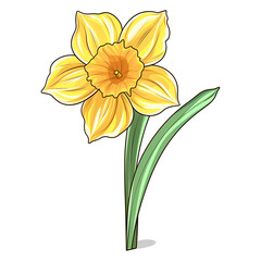 Obraz premium Daffodil flower isolated