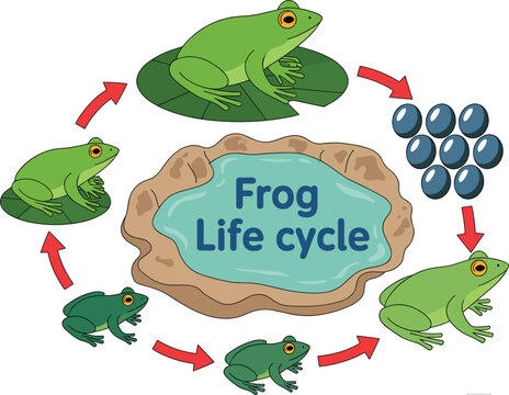 Frog life cycle vector illustration, stages from eggs to tadpole and adult amphibian for biology education concept