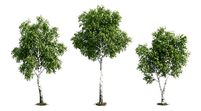 Three distinct birch trees with lush green foliage and iconic white bark, isolated on a pure white background
