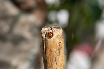 Macro shot of a red ladybug on top of a weathered wooden stick with soft background bokeh. © Сергей Дудиков