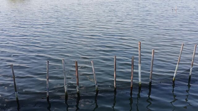 Gentle ripples on fish pond water surface with bamboo fence
