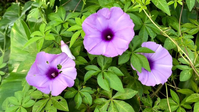 4K Macro Footage of Purple Railway Creeper Flowers Swaying in Tropical Garden Breeze