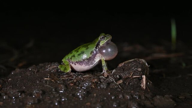 夜の水辺で鳴くアマガエルの横姿