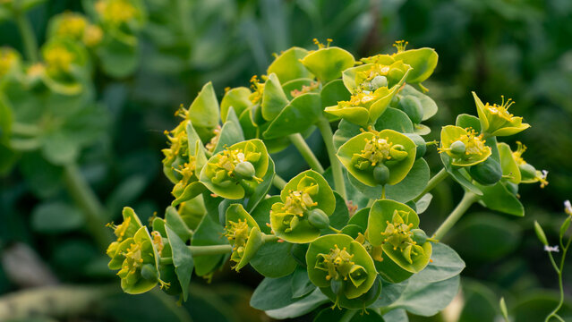 Nature geometry &ndash; euphorbia cyathia and capsules in sharp detail 
