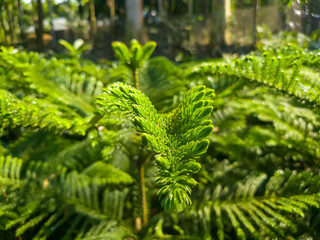 Vibrant green fern leaves in a lush garden setting with natural light © Shutter Cache