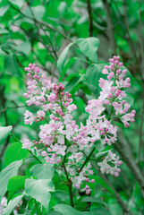Obraz premium Delicate white-pink lilac cluster on a spring garden branch