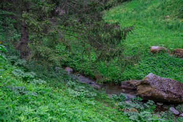 Fototapeta premium Wild creek flowing between mossy boulders in a summer park 