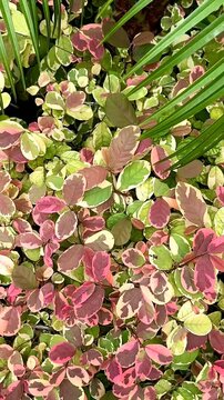 4K Macro Footage of Variegated Snowbush Breynia Nivosa Pink Green Leaves Swaying in Wind, Tropical Foliage Texture B-roll Background