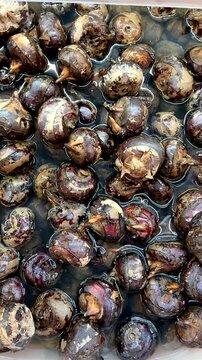 4K Macro Footage of Fresh Water Chestnut Trapa Natans Seeds Soaking in Water, Asian Traditional Ingredient B-roll Food Texture