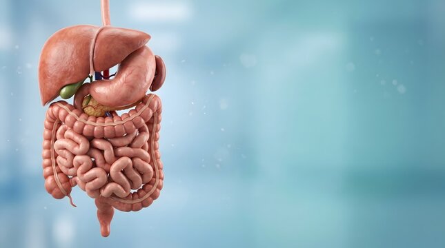 Healthy Digestive System Anatomy Isolated on Blue Medical Background