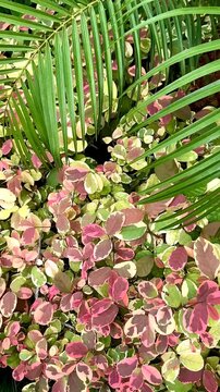 4K Macro Footage of Variegated Snowbush Breynia Nivosa Pink Green Leaves Swaying in Wind, Tropical Foliage Texture B-roll Background