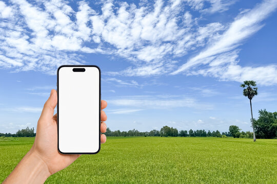 Hand holding a modern smartphone with blank white screen over green rice field and blue sky with clouds, mobile technology concept for agriculture, communication, advertising, and smart farming in rur