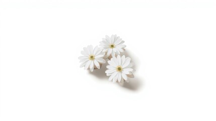 Fototapeta premium white flowers on white background