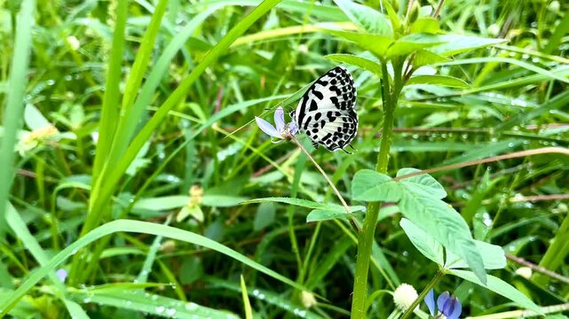 Macro 4K Footage of Common Pierrot Butterfly Sucking Nectar from Purple Flower in Wet Meadow