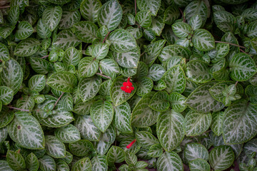 Obraz premium Episcia cupreata Tropical Green Foliage Background with Red Flower Accent, Decorative Green Leaves Texture and Natural Garden Ground Cover