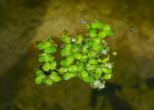 This aquatic plant appears to be Lemna minor, commonly known as common duckweed.
