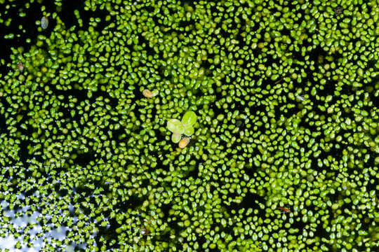 The image depicts a dense mat of aquatic plants, predominantly Wolffia arrhiza, known as rootless duckweed or spotless watermeal.