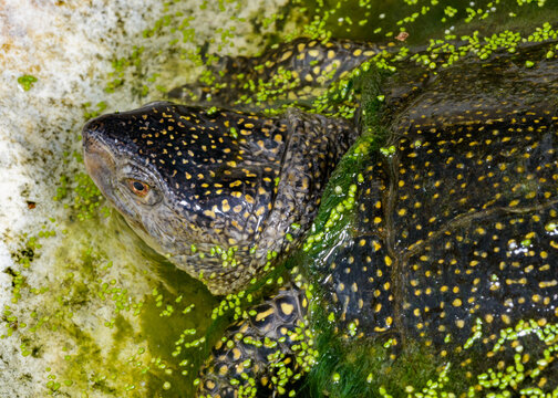 A rare species of turtle, the European pond turtle Emys orbicularis, in a lake with floating vegetation