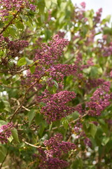 Obraz premium Blooming lilac flowers on a branch in a spring garden with soft natural light and fresh green background.