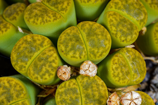 A Lithops bromfieldii var. sulphurea, a type of "living stone" succulent native to Southern Africa.