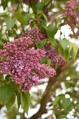 Obraz premium Vertical close up of blooming lilac flowers with delicate purple petals and fresh spring greenery in natural daylight.