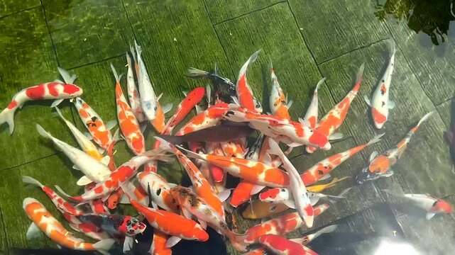 4K Colorful Koi Fish Swimming in Zen Pond, Feng Shui Luck Prosperity Seamless Loop for Wellness Background