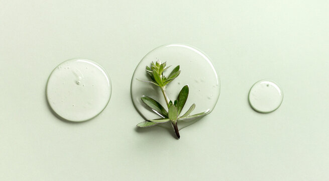 Clear gel texture with herbal elements on soft green background. Translucent skincare gel with leaves.
