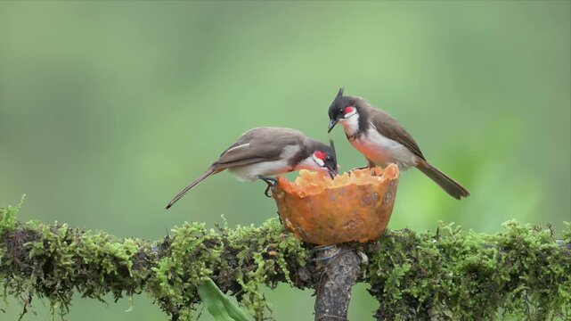 Close up Video of Red-whiskered bulbul birds perch above a fruit and eating. They face each other, sharing food with gentle curiosity. Moss covers the branch beneath them. Soft green background