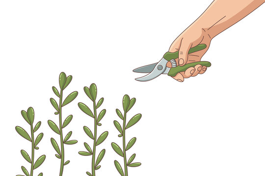 Human hand pruning green plant stems with garden secateurs png