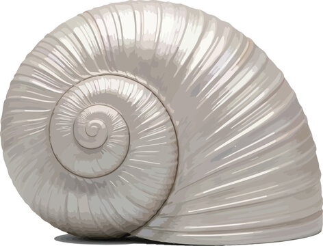 Snail shell features a beautiful spiral pattern and pearlescent white coloration.