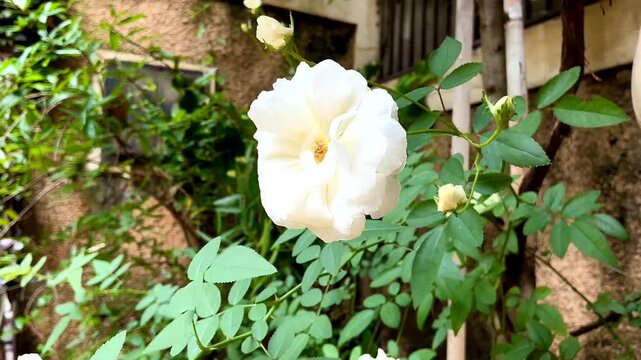 Closeup of White Roses Swaying in Garden, Romatic Flower 4K Footage