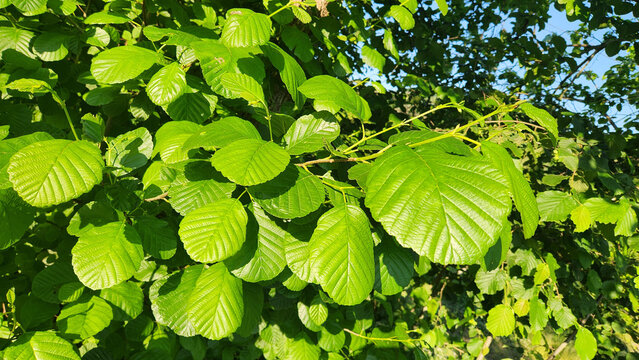 Glossy foliage of Black Alder (Alnus glutinosa), a European deciduous tree with rounded, serrated leaves and a distinctive notched tip, commonly found in wetlands and riverbanks.